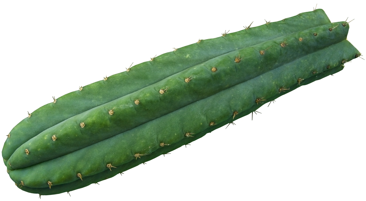 san-pedro-trichocereus-pachanoi.jpg