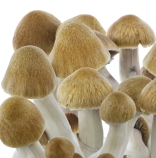 Psilocybe cubensis 'Ecuador' magic mushrooms