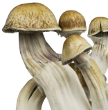Cubensis Spores of the Hawaii variety