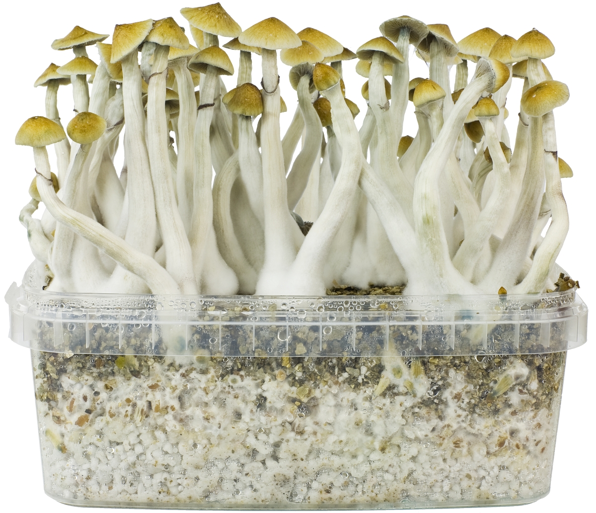 how to grow psilocybe cubensis mushrooms indoors
