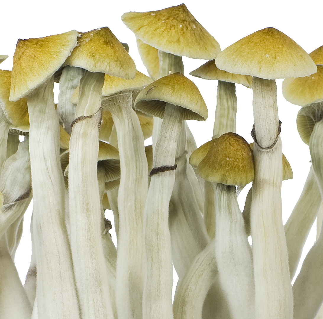 mushroom spore