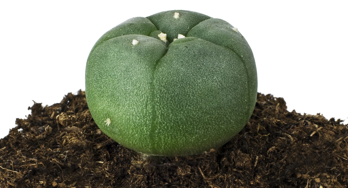 Cacti Grow Kit Peyote - Innervisions